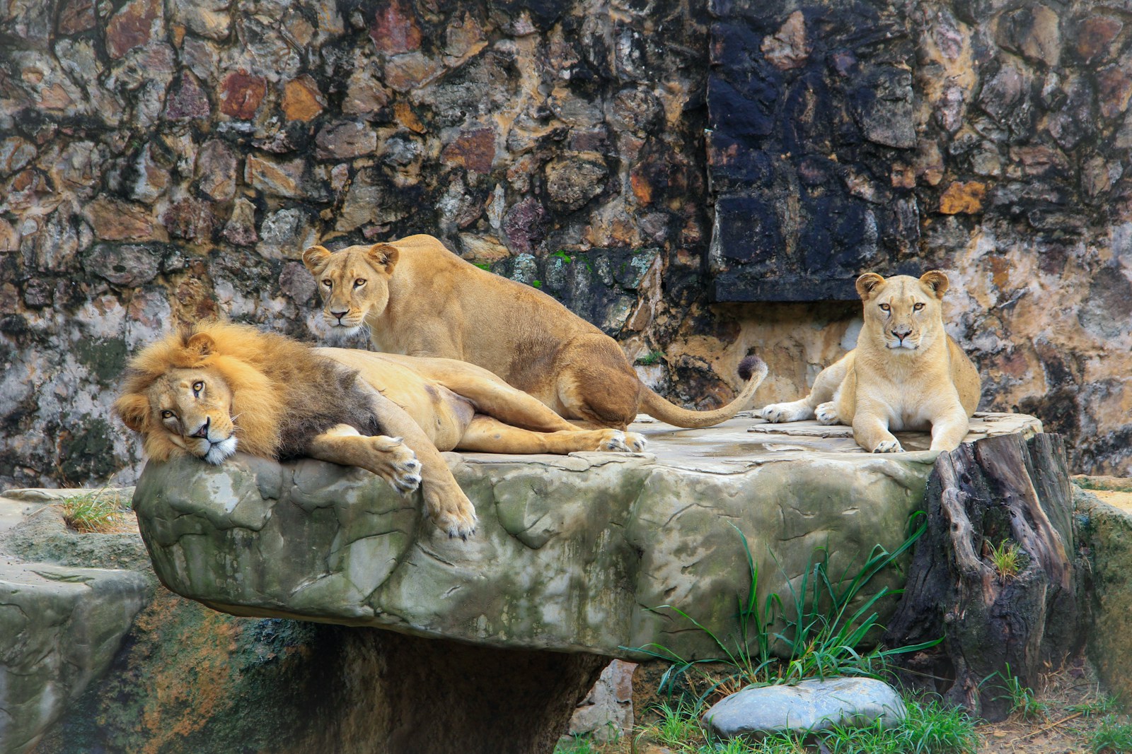 brown lion and lioness on rock