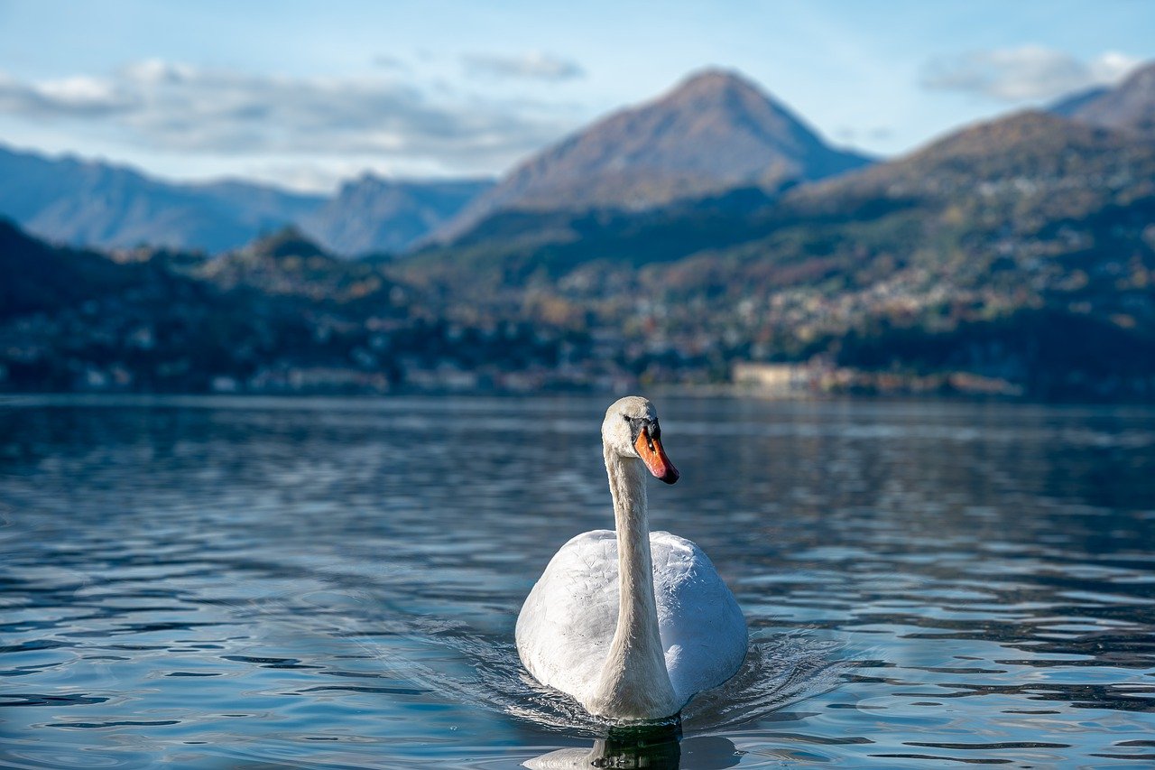 swan, bird, ornithology