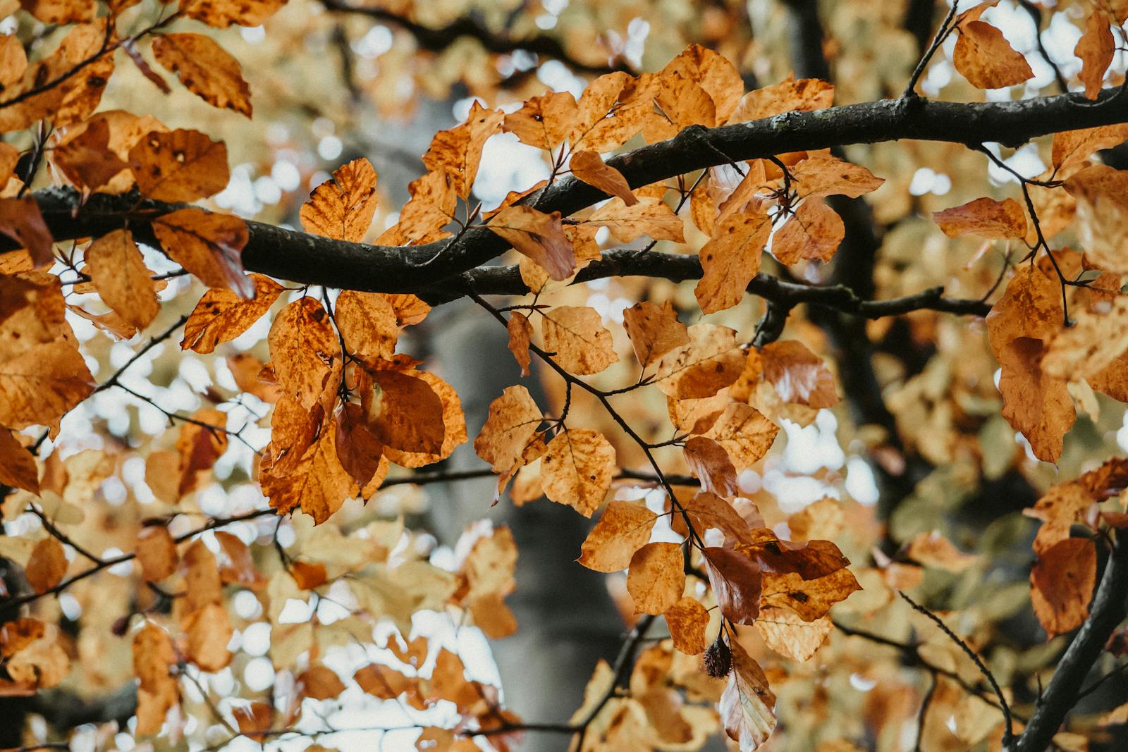 Autumn leaves on a tree branch